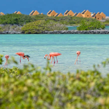 Penha Bonaire